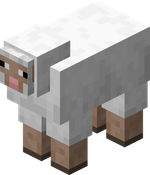 Sheep