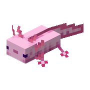 Axolotl